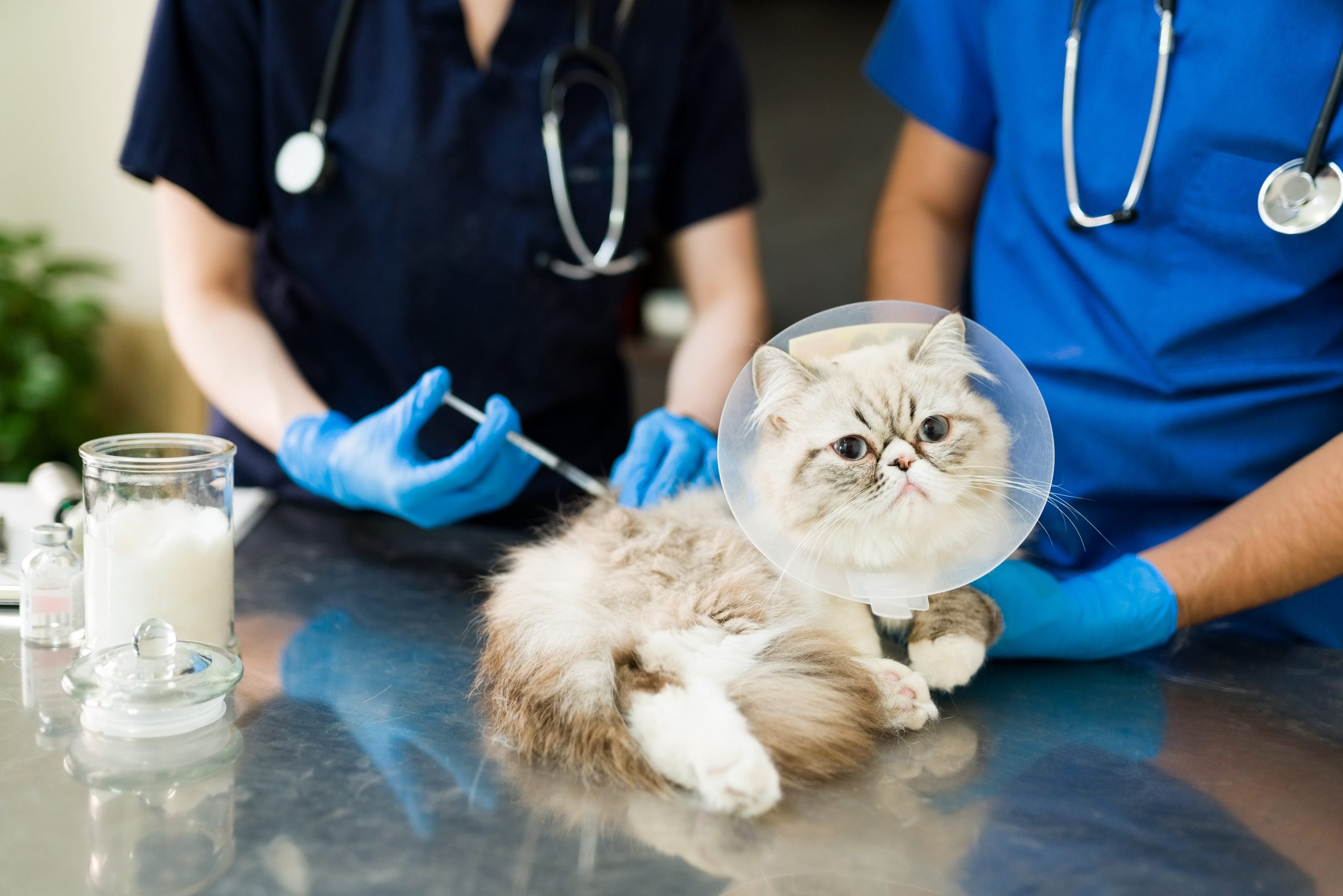 veterinários aplicando injeção em gato